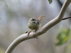 Sericornis frontalis