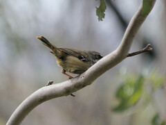 Sericornis frontalis