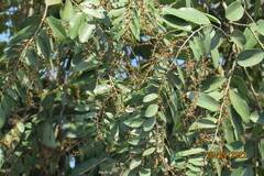 Bridelia retusa