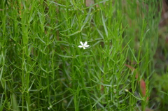 Arenaria paludicola