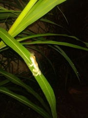 Trachycephalus vermiculatus