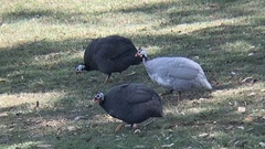 Numida meleagris domesticus