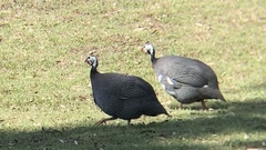 Numida meleagris domesticus