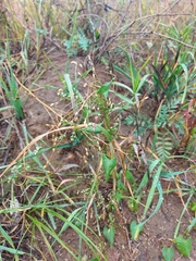 Panicum miliaceum ruderale