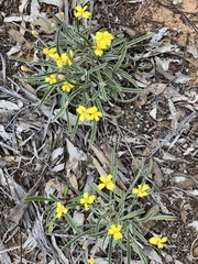 Goodenia willisiana