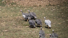 Numida meleagris domesticus