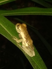 Trachycephalus vermiculatus