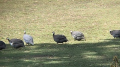 Numida meleagris domesticus