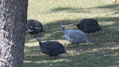 Numida meleagris domesticus