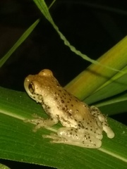 Trachycephalus vermiculatus