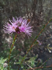 Kunzea parvifolia