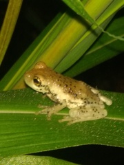 Trachycephalus vermiculatus