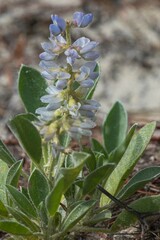 Lupinus diffusus