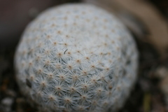 Mammillaria herrerae