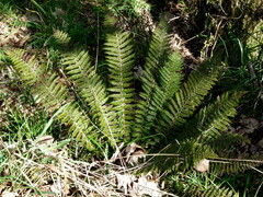 Polystichum vestitum