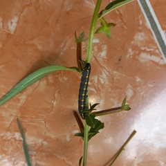 Theretra oldenlandiae