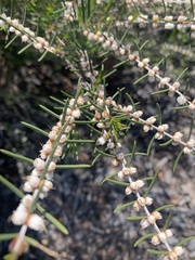 Hypocalymma angustifolium