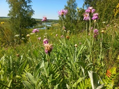 Psephellus sibiricus