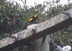 Sericulus chrysocephalus