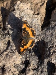 Chlosyne californica