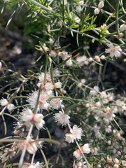 Hypocalymma angustifolium
