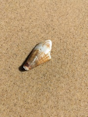 Conus capitaneus