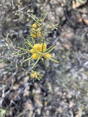 Acacia colletioides