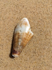 Conus capitaneus