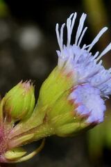 Ageratum maritimum