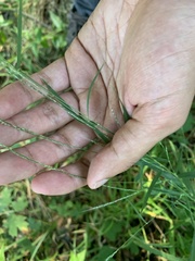 Muhlenbergia sylvatica