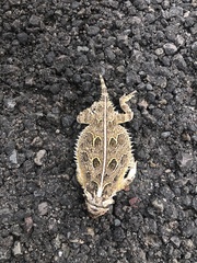 Phrynosoma cornutum