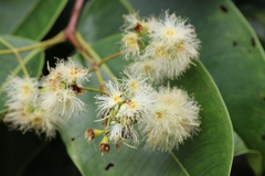 Syzygium grande