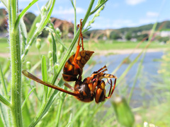 Vespa simillima xanthoptera