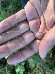 Muhlenbergia sylvatica