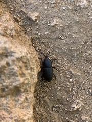 Scyphophorus acupunctatus