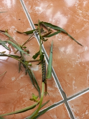 Theretra oldenlandiae