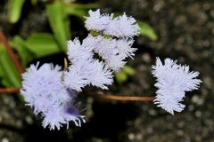Ageratum maritimum
