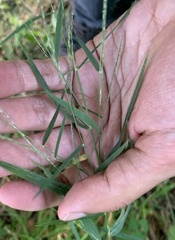Muhlenbergia sylvatica