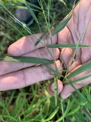 Muhlenbergia sylvatica