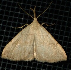 Phalaenostola metonalis