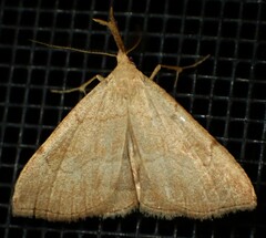 Phalaenostola metonalis