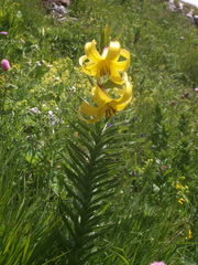 Lilium kesselringianum