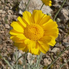 Baileya multiradiata