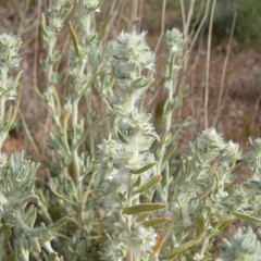 Krascheninnikovia lanata