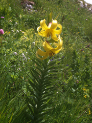 Lilium kesselringianum