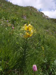 Lilium kesselringianum