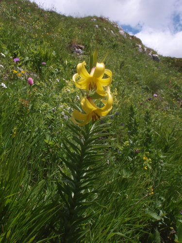 Lilium kesselringianum, photograph 6