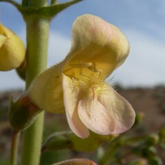 Penstemon bicolor