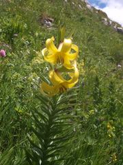 Lilium kesselringianum