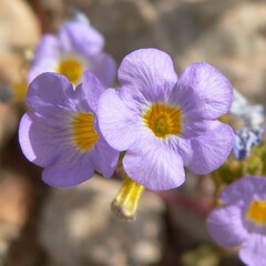 Phacelia fremontii